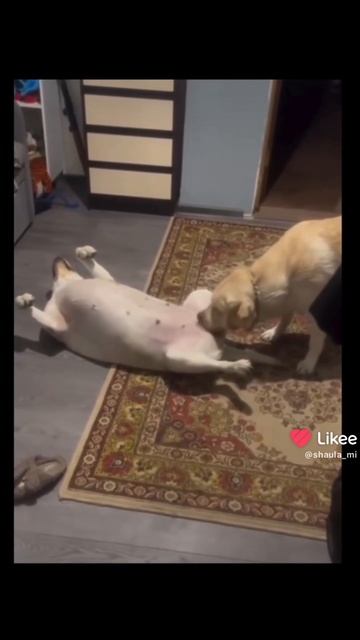 1000012209.mp4