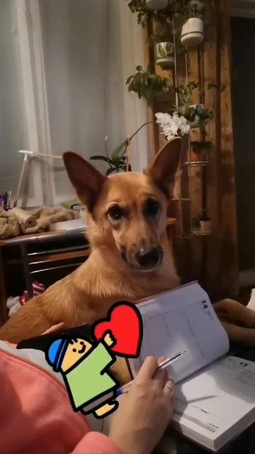 Еве захотелось внимания🥰💖💖💖