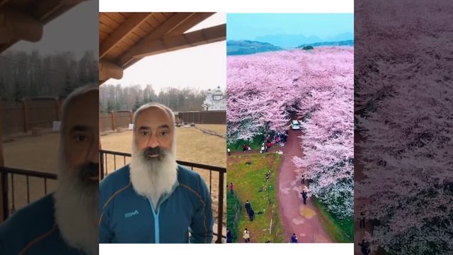 🌸 Сакур больше в Китае,🇨🇳 чем в Японии?!