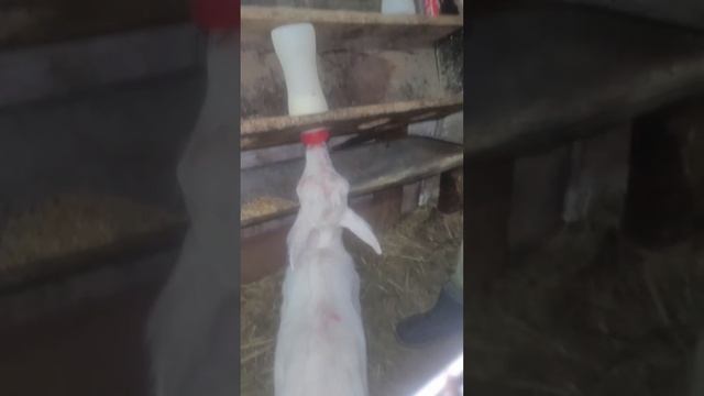 Кормим козлят #ферма три козы #сельскоехозяйство #козьемолоко