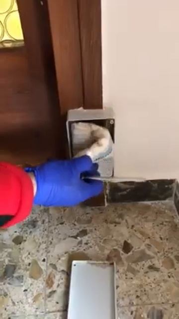 Control y eliminación de colonia de termita subterránea