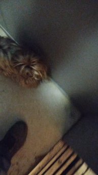 Прогулки с собаками с Винсом, 14-мар-2025