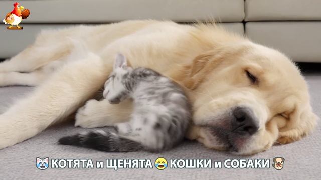 Котята и Щенята 😹 Кошки и Собаки ❣️🥰😂 (20)