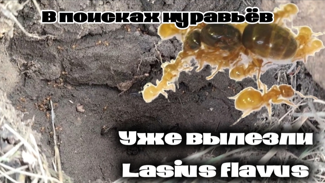 В Поисках Муравьев Весной: Удача Нашла Нас! (Lasius Niger & Lasius Flavus // Хорошие Муравьи