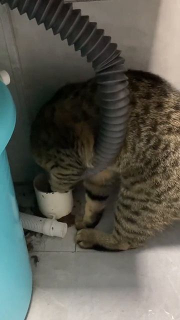 Кот сантехник