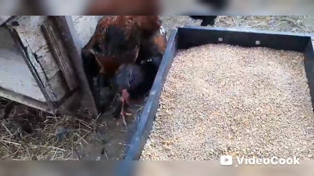 Ужасный вывод цыплят. Жизнь на Кубани.