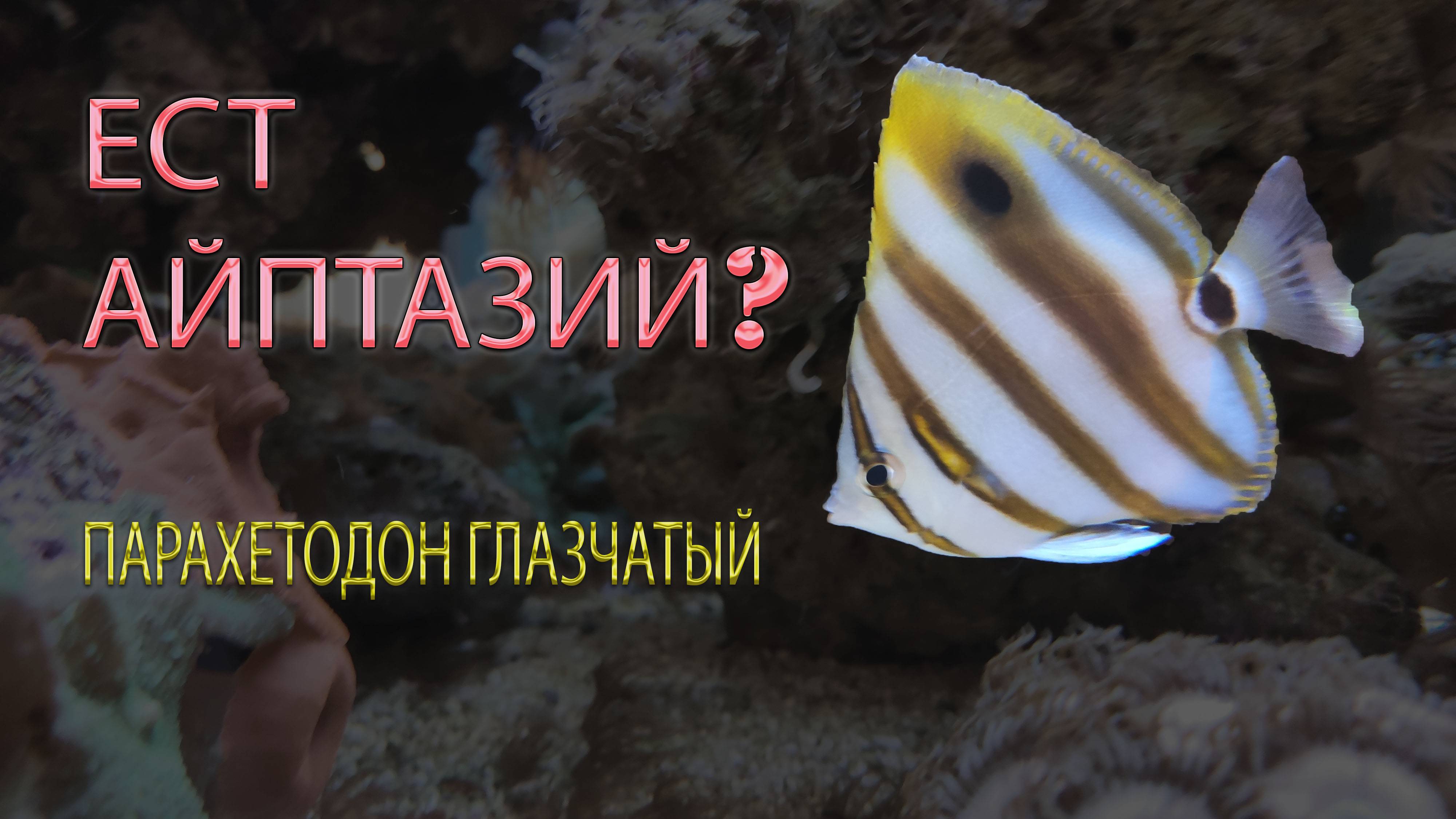 Ест айптазий? Рифсейф? Парахетодон Глазчатый/Parachaetodon ocellatus Морской аквариум