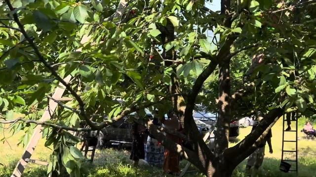 Sweet and delicious cherry free to eat.. and testy food in the park