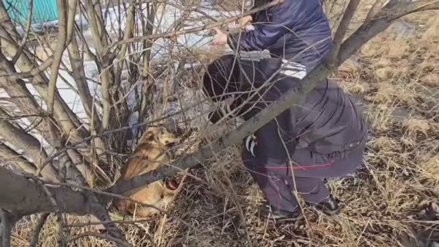 Волонтеры из Иркутской области поблагодарили госавтоинспекторов за помощь травмированной собаке
