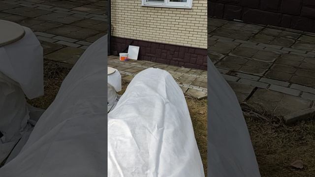 розы встречают весну.