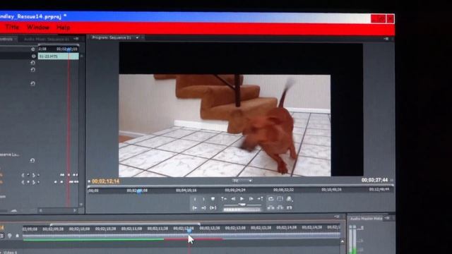 How I duplicated the same dog using a traveling matte in Adobe Premiere Pro CS 5.5