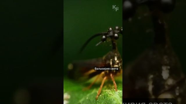 VID_20250313_224820_557.mp4