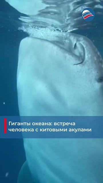 Гиганты океана: встреча человека с китовыми акулами #shorts