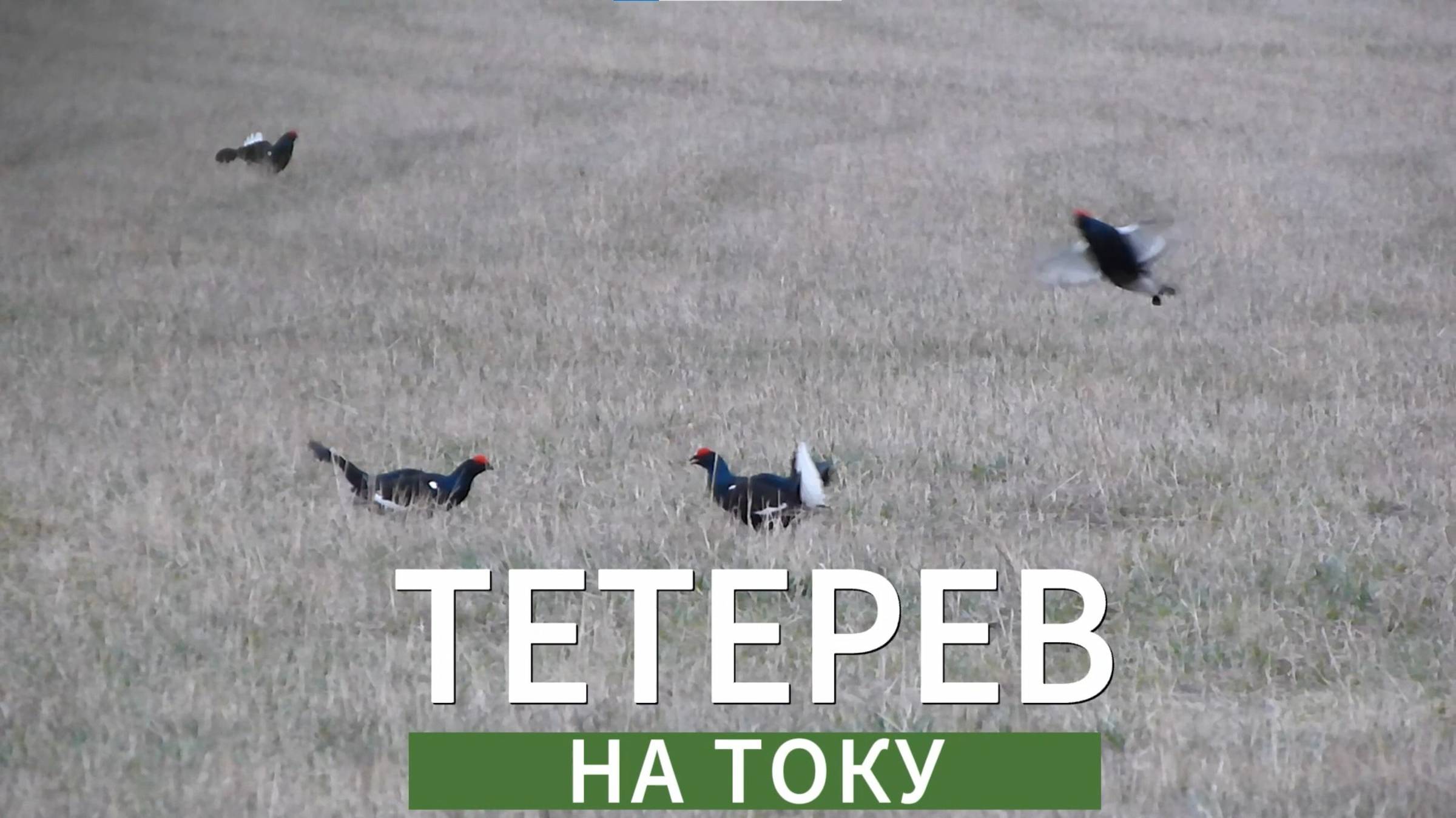 Тетерев на току