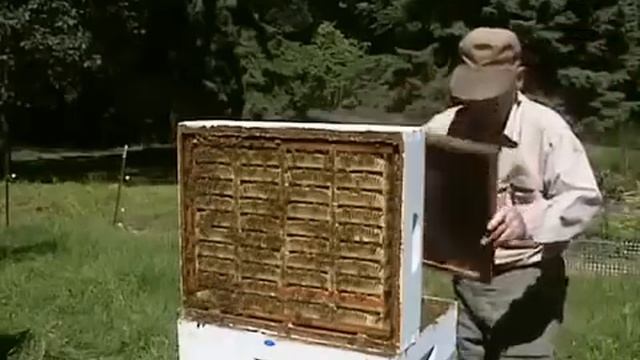 Сотовый мед. Инвентарь для сотового меда Comb honey