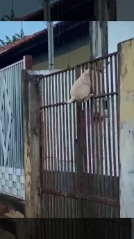 Весна пришла. Дон Жуаны активизировались.😄