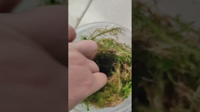 алоказия сильвер драгон 14.03.2025