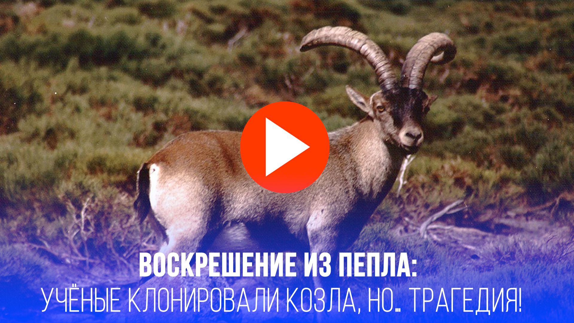 Воскрешение из пепла: ученые вернули вымершего козла, но что-то пошло не так