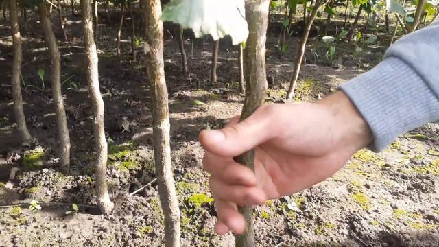 Дворічні саджанці фундука!🌳🌰🌳🌰🌳🌰🌳👍😉