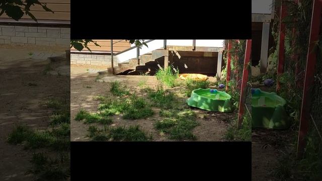 Прогулки наших собак. Лето 2024. Гриффоны🤗
