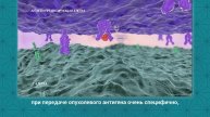 Механизмы действия