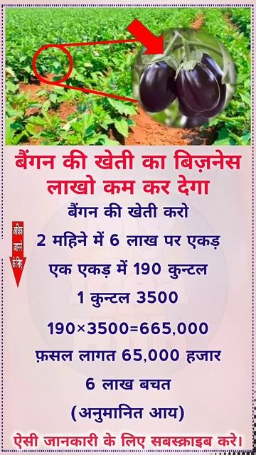 #किसान भाइयों #बैगन की #खेती करो #लाखों कमाओं #बिजनेस  Today Best #idea for #Business #shorts