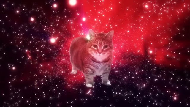 песня кошка