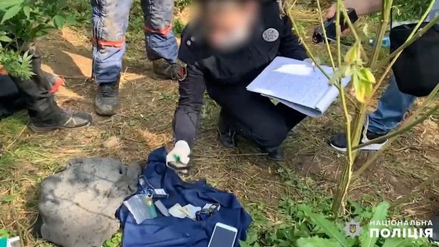 Поліцейські Закарпаття виявили плантацію конопель та затримала двох її озброєних охоронців