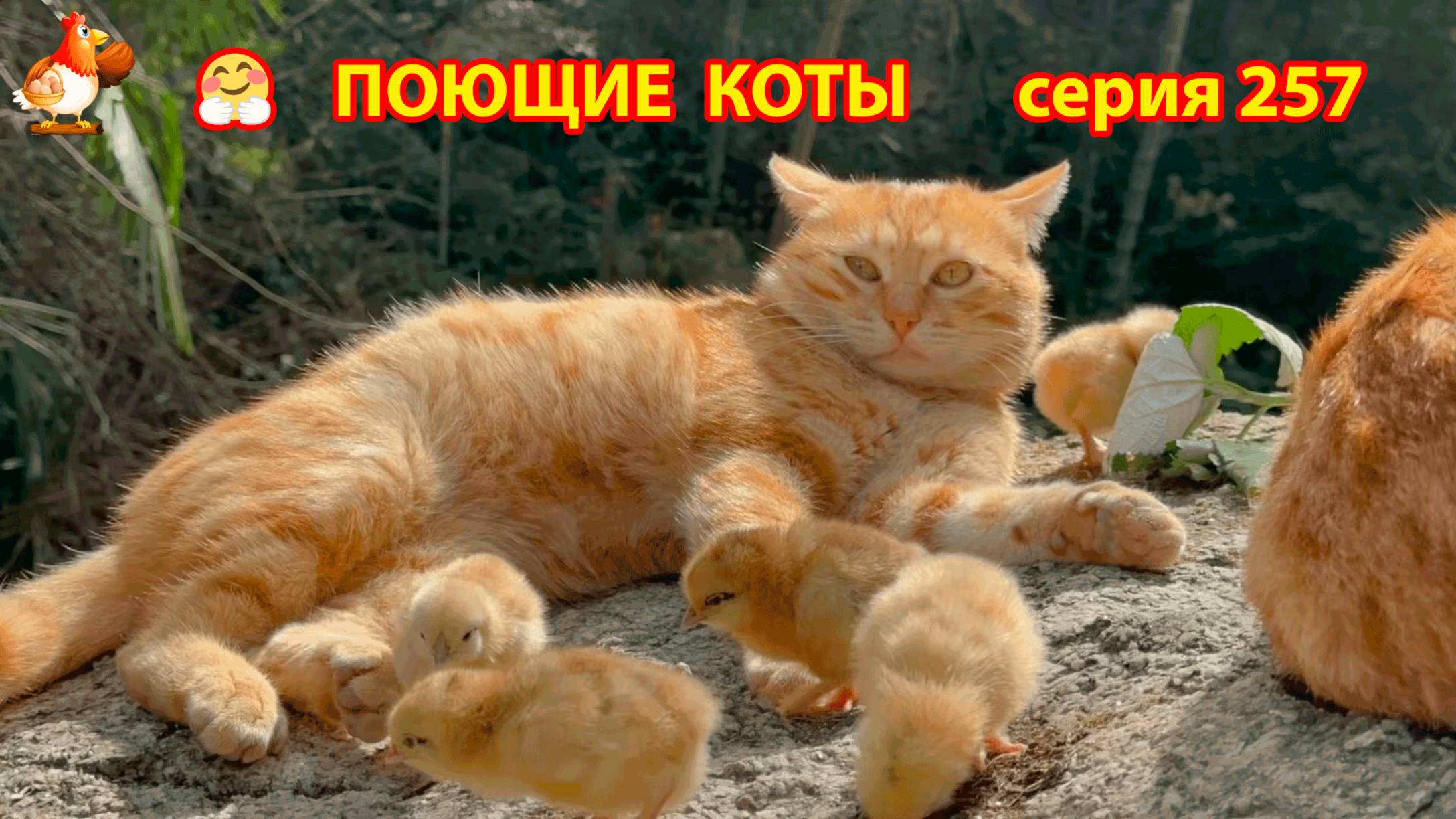 Крутые коты у птичьего двора серия (257) 🐈🐈😹 Природа Абхазии и подворье с птицами и животными ❣