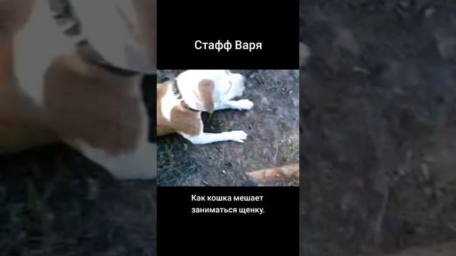 Амстафф Варя. Как кошка мешает аниматься щенку. Архив 2012 г.