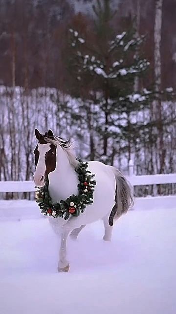 Какие бывают лошади 🐴