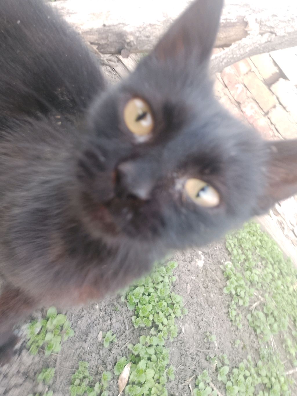 котик🫶