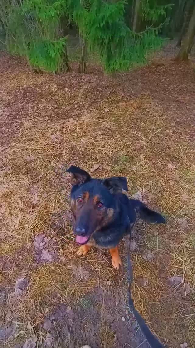 АСМР от Лукаса: лес, природа, птички, гармония... ❥ Приют в Малинках