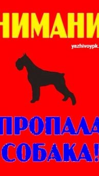 ‼ Помогите найти рыжего верного пса. Для него есть передержка!
