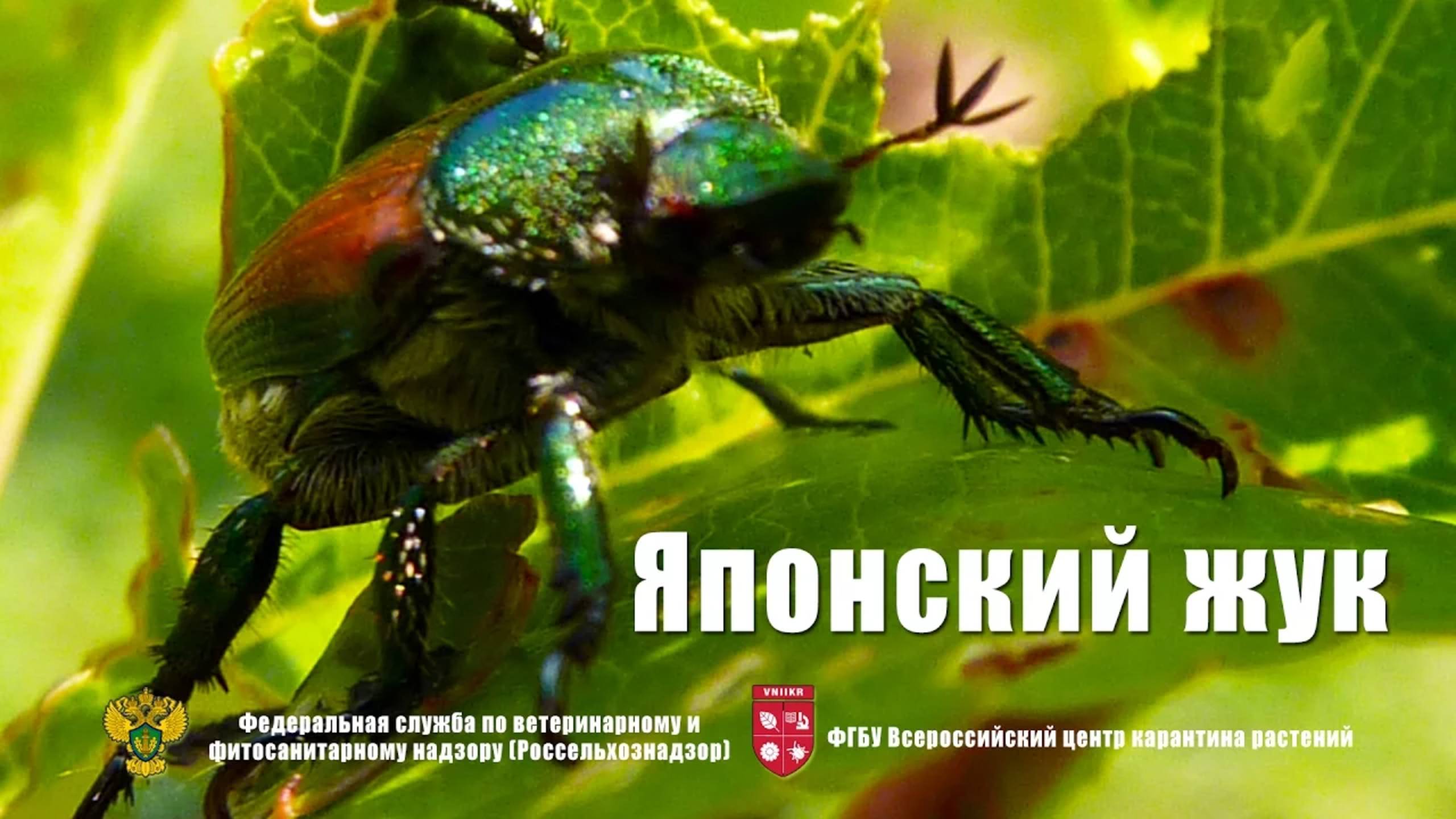 Японский жук
