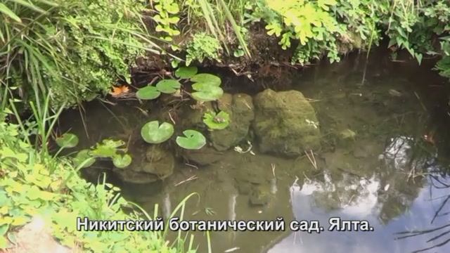 Никитский ботанический сад. Ялта.