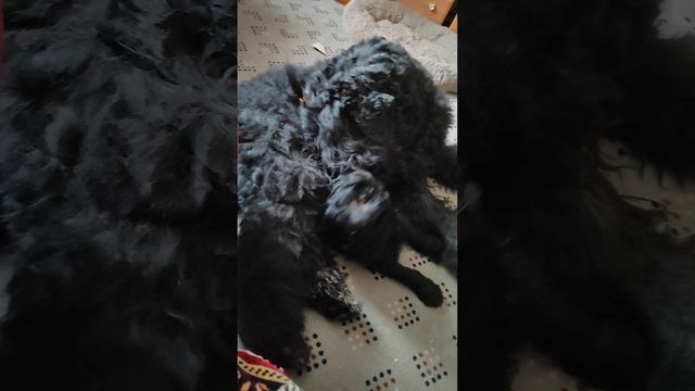 Соцветие Зубр Сëма и Астерикс 08.02.25.mp4