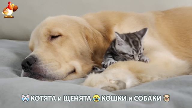 Котята и Щенята 😹 Кошки и Собаки ❣️🥰😂 (21)