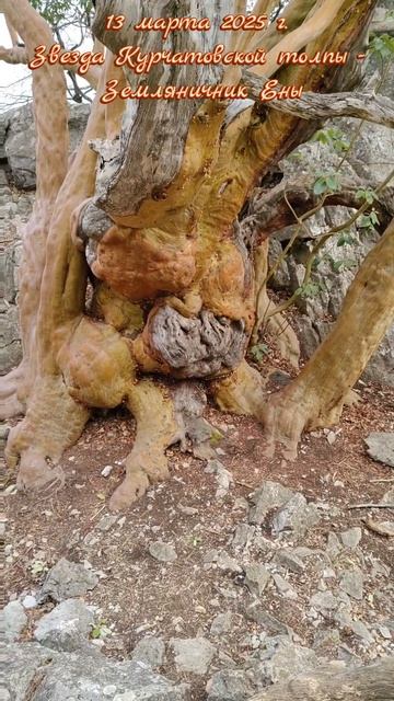 Звезда Курчатовской толпы - Земляничник Ены #ялта #ялта2025 #курчатовскаятропа #земляничникены