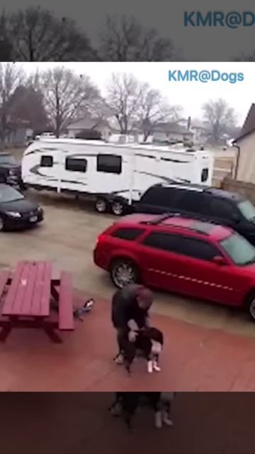 Шипованный тягач💪😂 ( видео про собак )