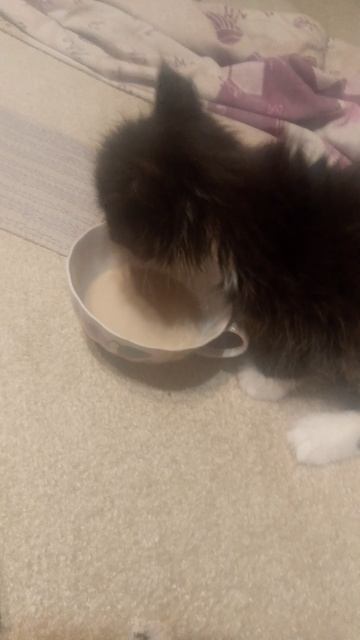котенок пьет кофе с молоком