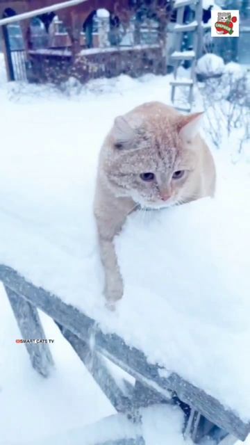 Со второй попытки всё получилось 💪😻❤️