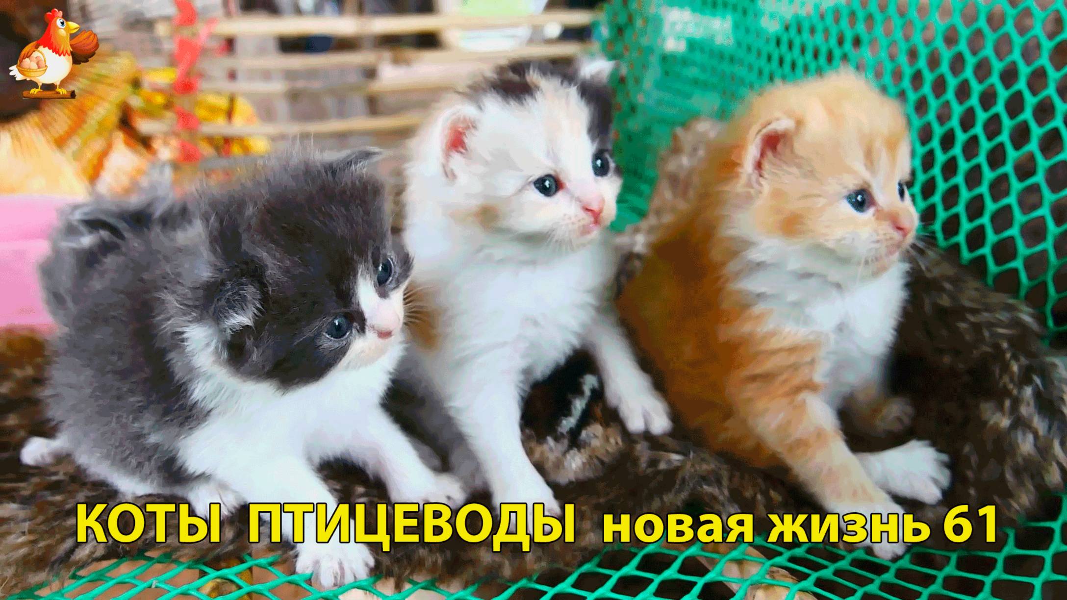 Коты птицеводы со своими подопечными 😹🐈🐈 Новая жизнь – выпуск (61) ❣️🤗😂