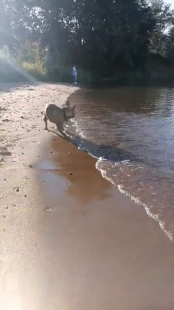 #французскийбульдог#собака#лето#животные#puppy