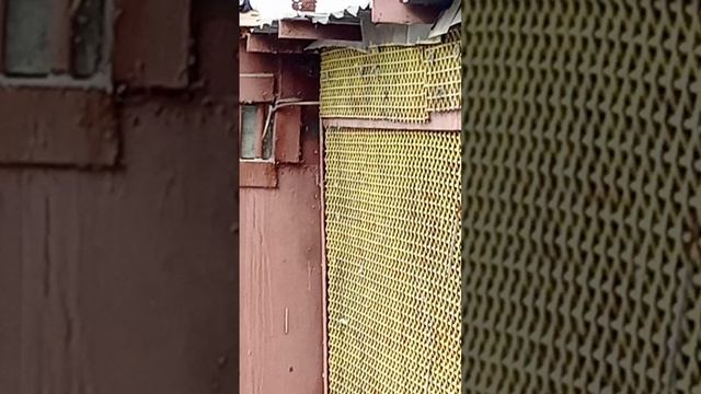 голуби Ломова