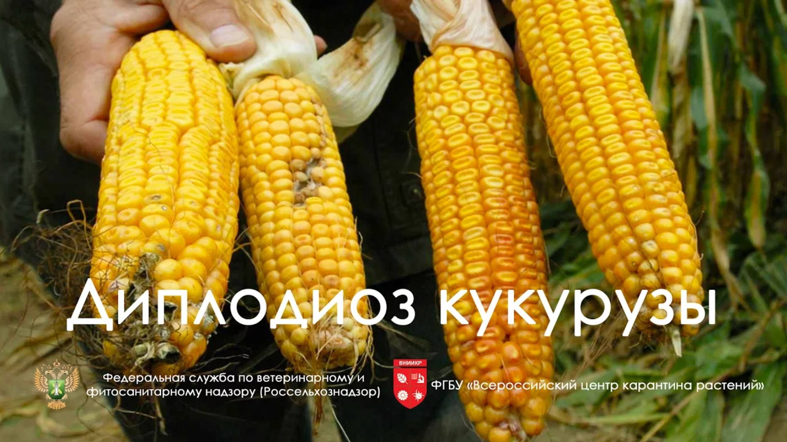 Диплодиоз кукурузы