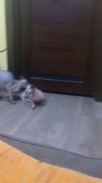 VID_20230911_223445