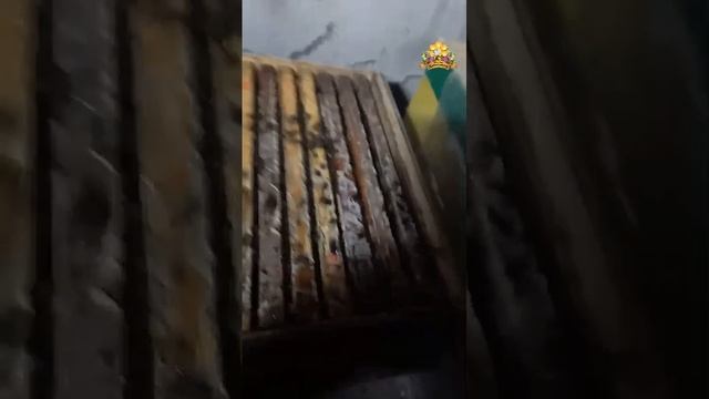Отзыв Бакфаст Давыдовых