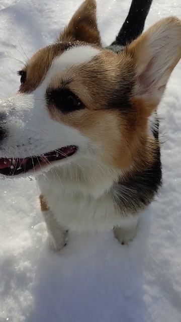 Всем привет! 
Я коржик🐶