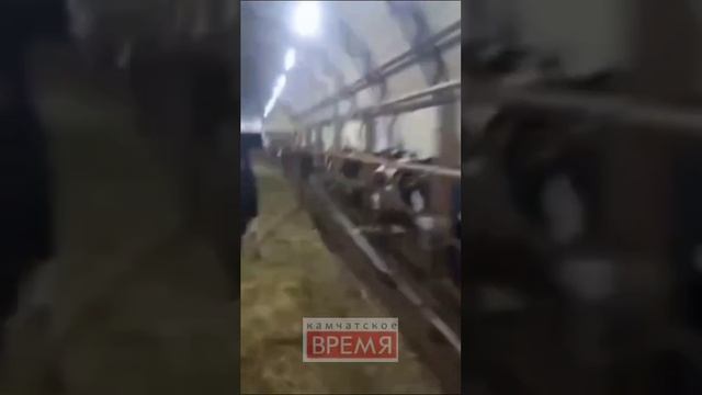 На Камчатке выясняют, где был снят ролик с голодными коровами